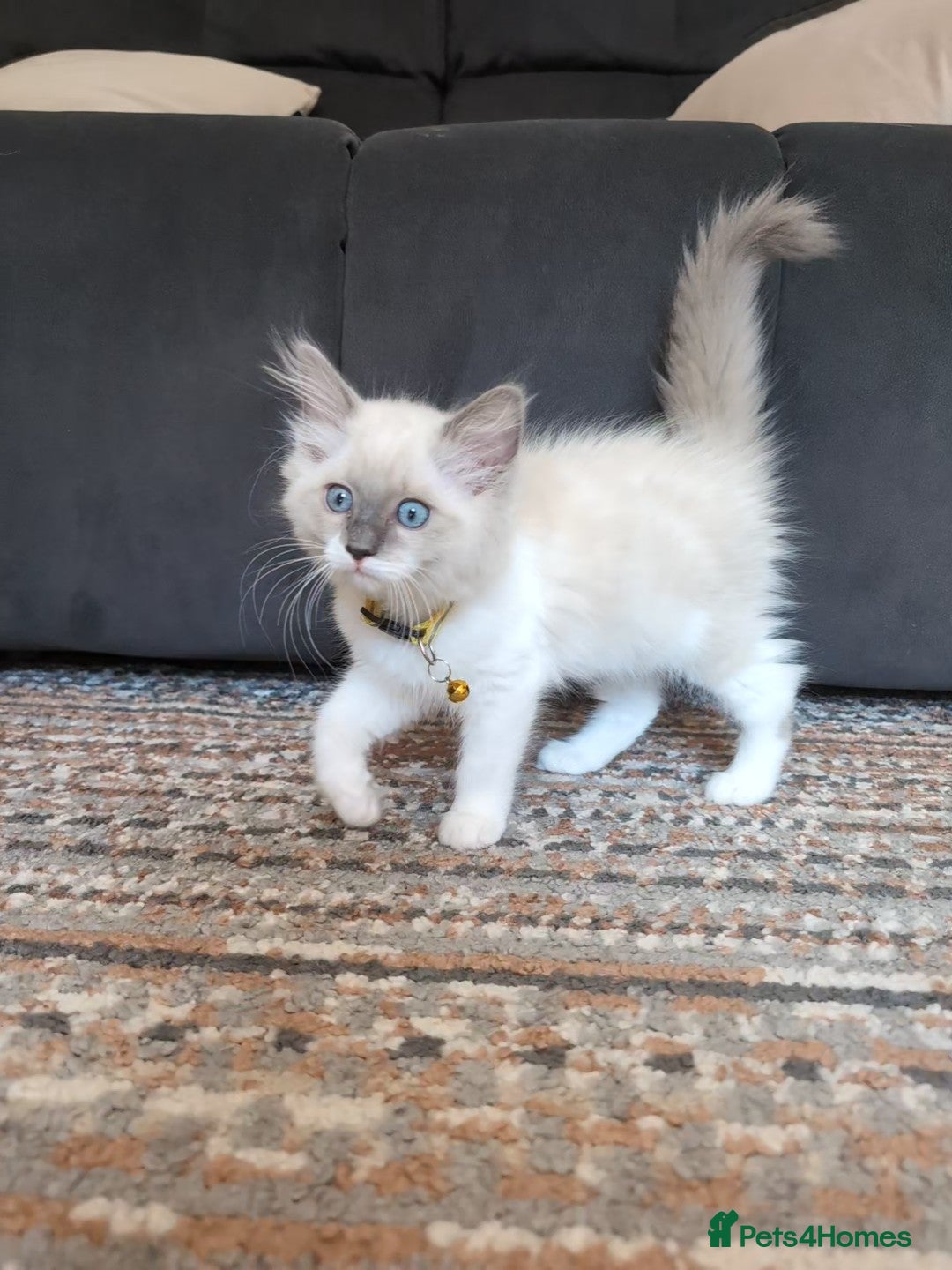 Ragamese cats for sale: 🐾💎Ragdoll X Siamese (Ragamese) Kittens💎🐾 - Image 36