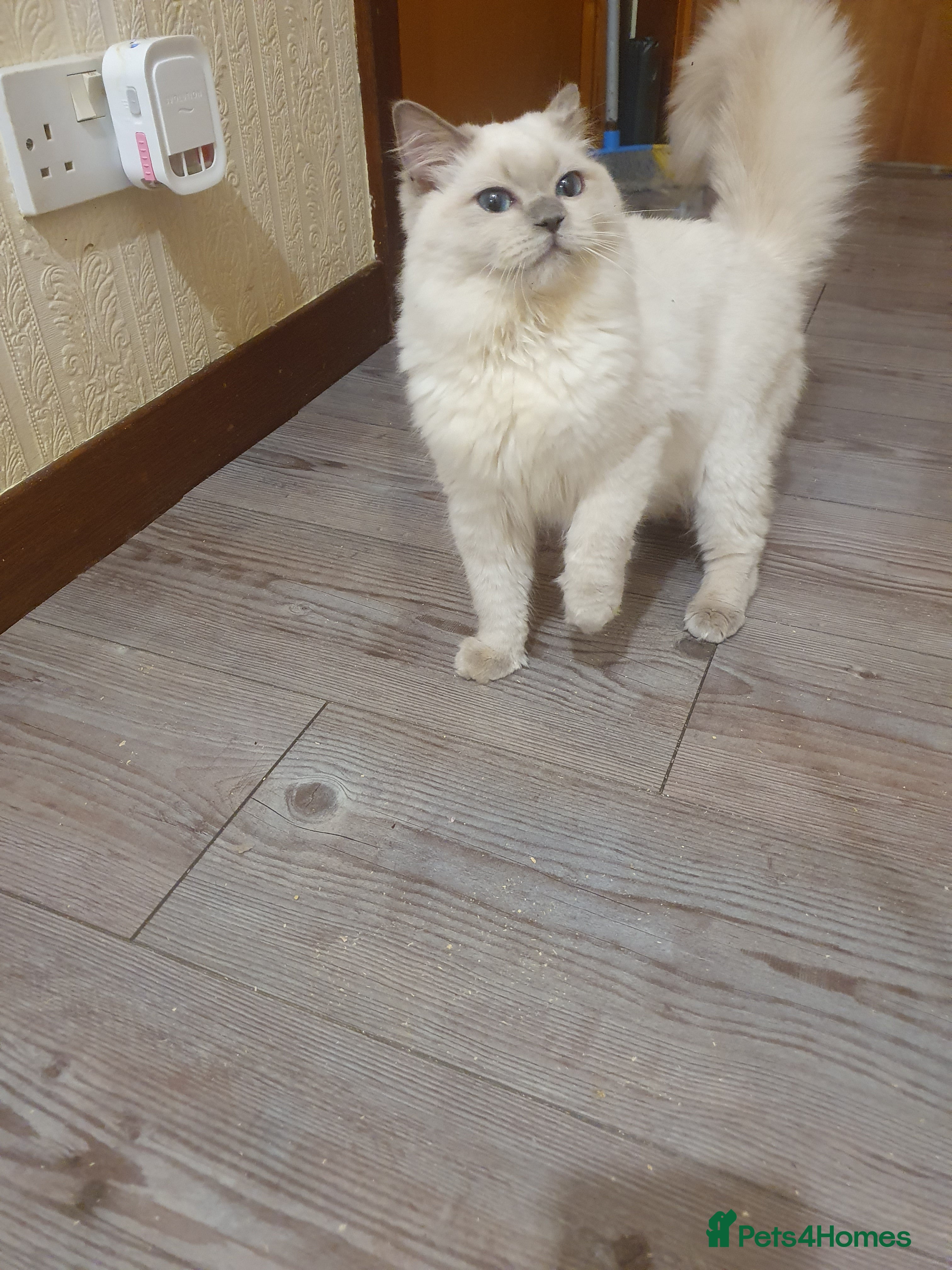 Ragdoll cats Last Lilac boy - Advert 1