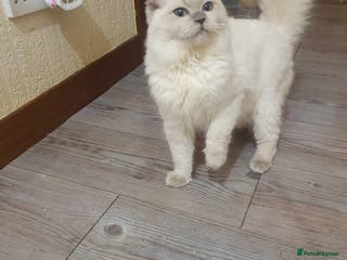 Ragdoll cats Last Lilac boy - Advert 1