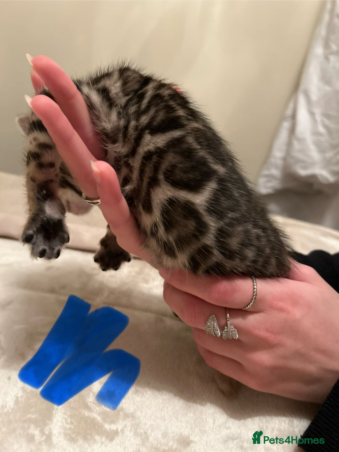 Bengal cats for sale: ❤️ Stunning Bengal Kittens for Reservation ❤️ - Advert 12
