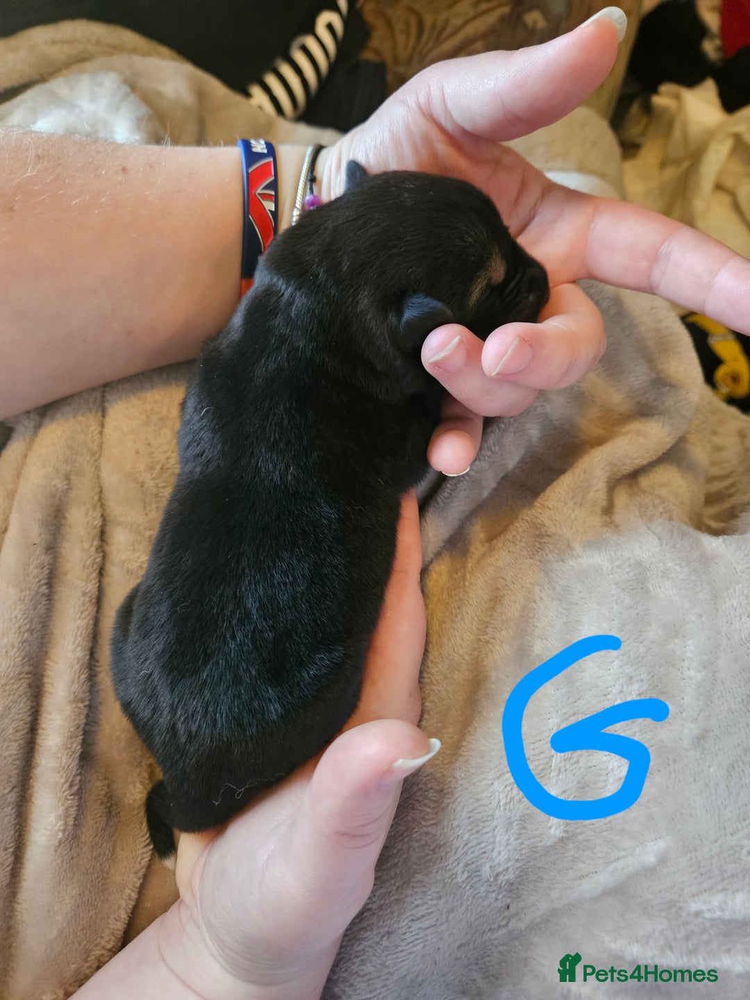 Huskita dogs for sale: Husky x akita puppys - Image 14