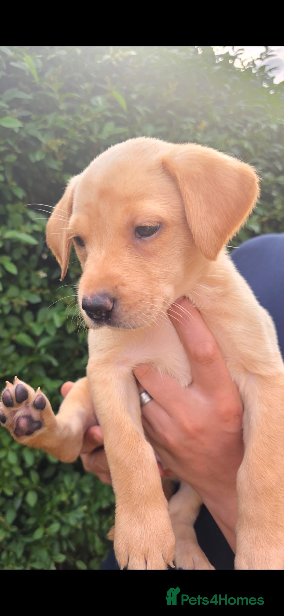 Labrador Retriever dogs Beautiful Labrador girl looking for her new family - Advert 16