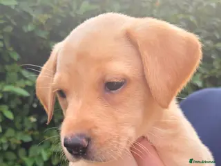 Labrador Retriever dogs Beautiful Labrador girl looking for her new family - Advert 16