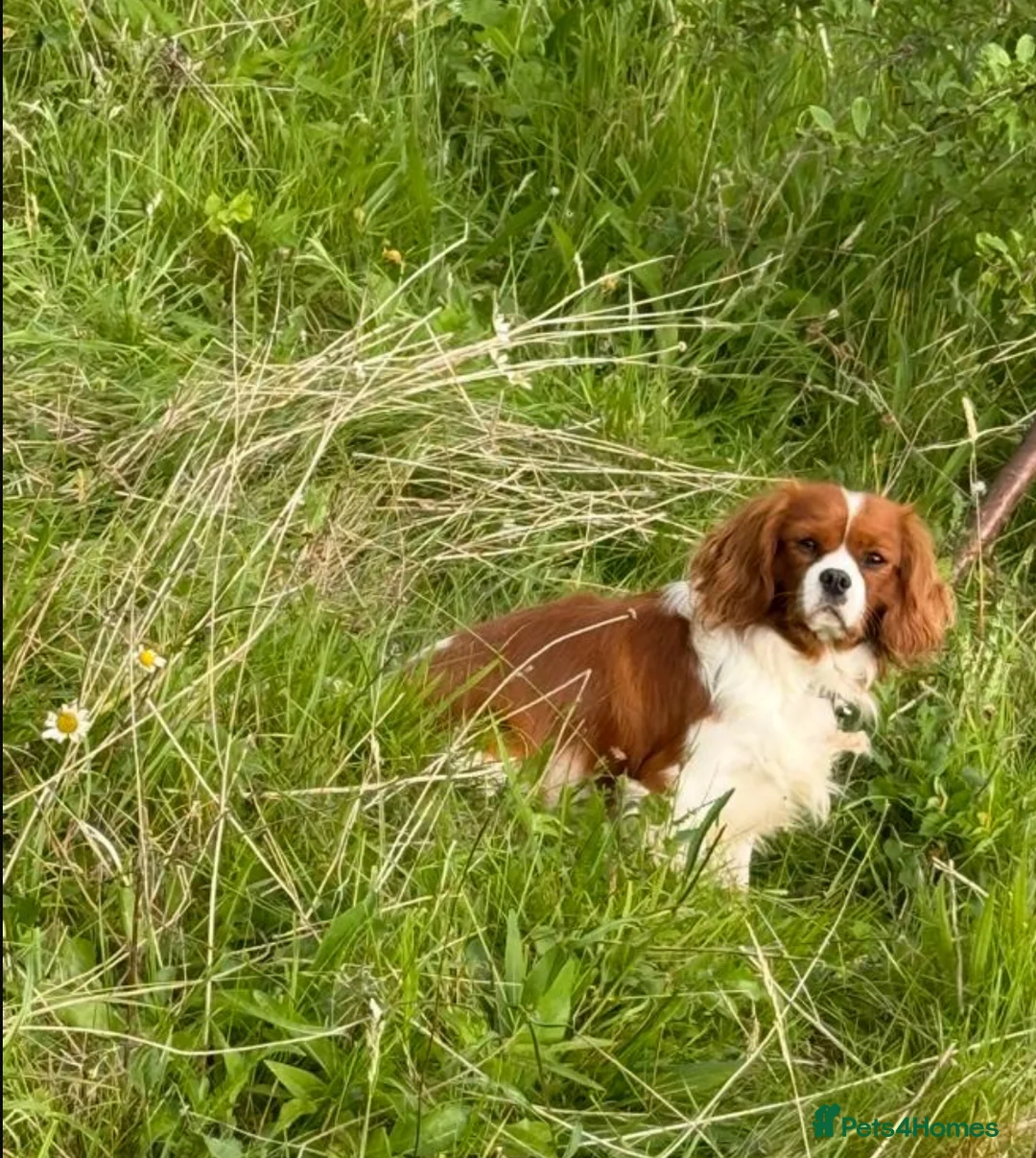 Cavalier King Charles Spaniel dogs for sale: Cavalier King Charles spaniel  - Advert 8