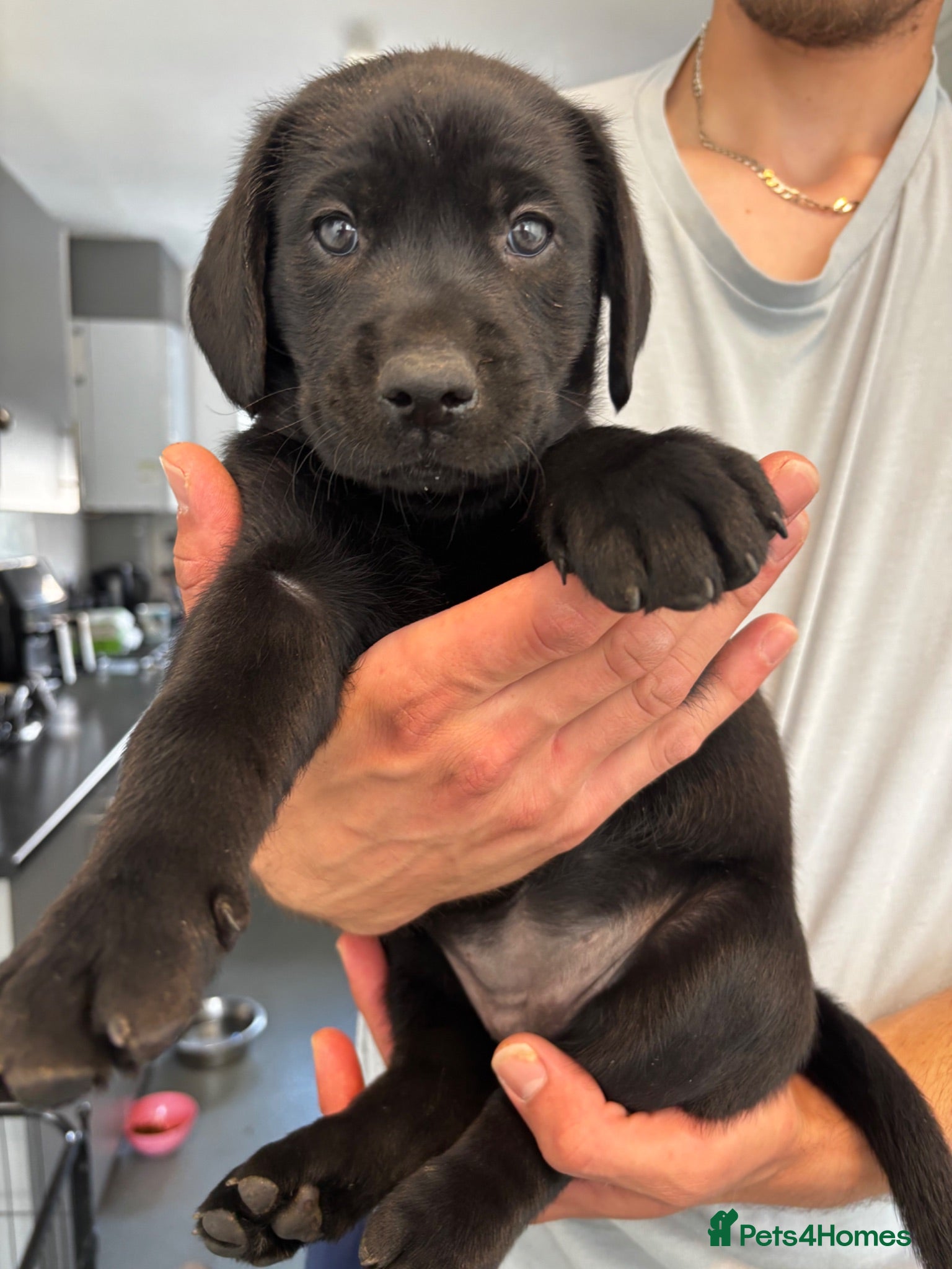 Labrador Retriever dogs Black Labrador Puppys - Advert 18
