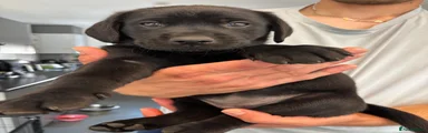 Labrador Retriever 2