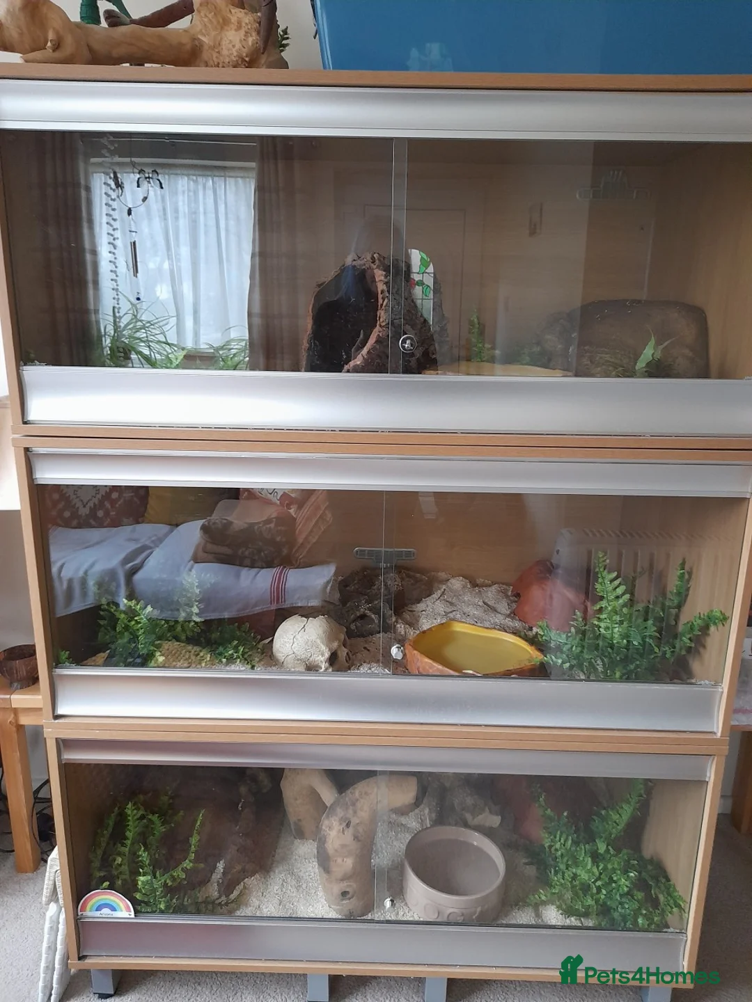 Snake reptiles for sale: Royal Python & Milk Snake Free to Good Home - Advert 5