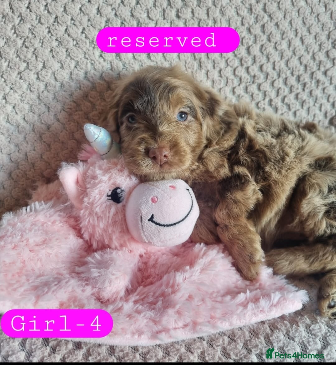Cockapoo dogs Cockapoo Merle Puppies  - Advert 2