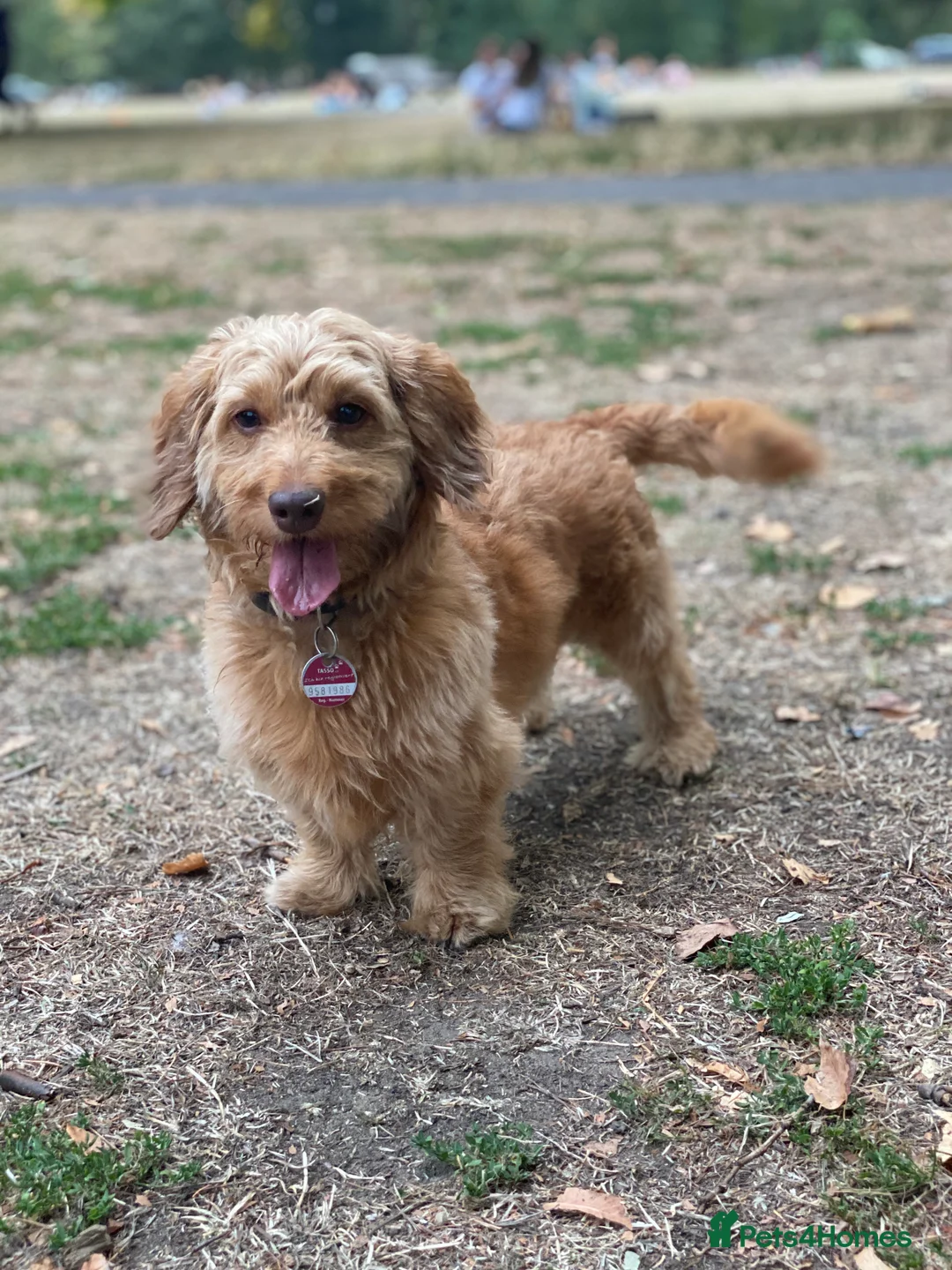 Mixed Breed dogs for stud: Gorgeous Daxiepoo Stud (Toy Poodle x Dachshund) - Advert 4