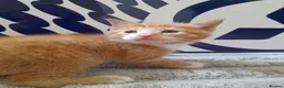 Mixed Breed cats for sale: 3 kittens ginger male and two long-hair female  in Swindon - Advert 7