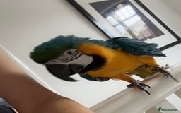 Macaws birds for sale: Blue & Gold Macaw - Image 3