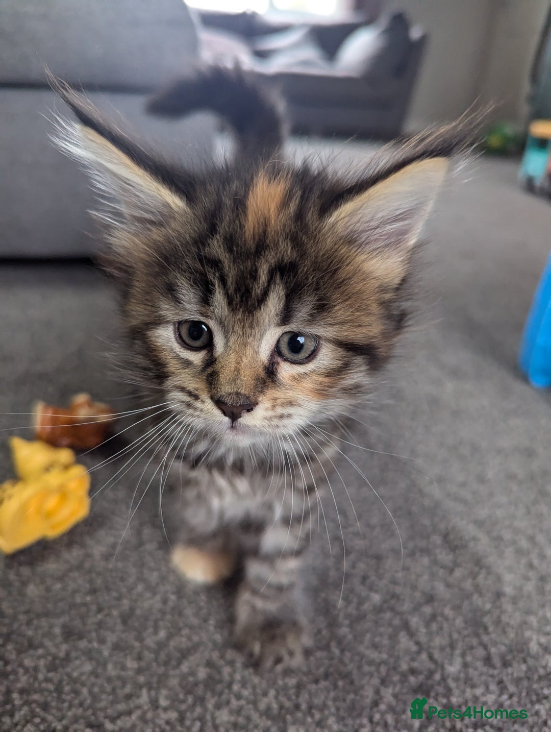 Maine Coon cats for sale: 3 gorgeous healthy full breed Maine coon kittens - Image 7
