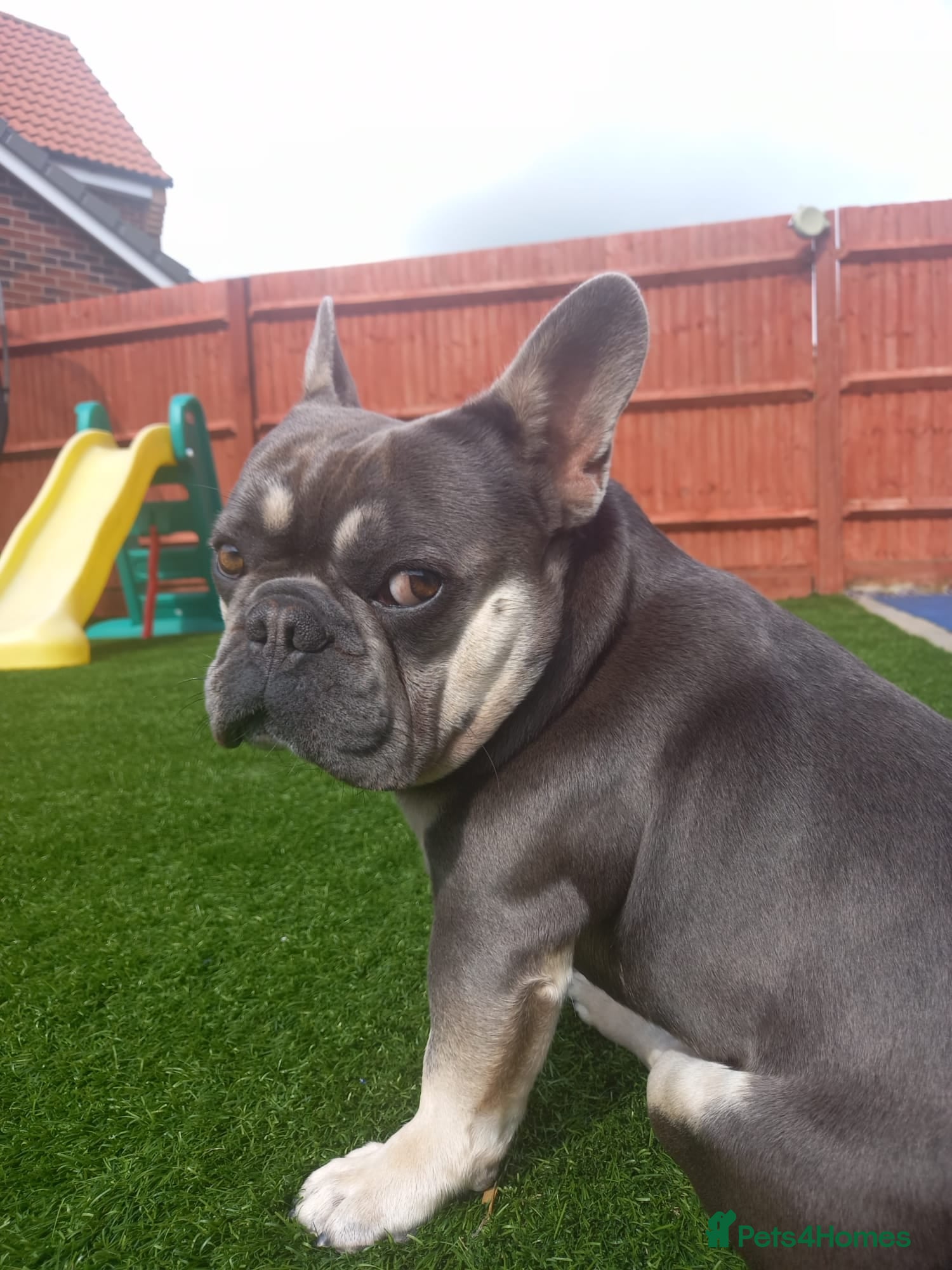 French Bulldog dogs Shelby. French Bulldog. KC Registered. in Didcot - Advert 1