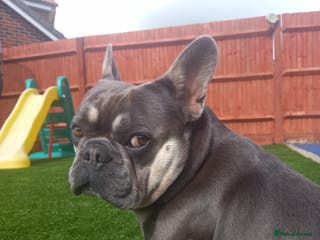 French Bulldog dogs Shelby. French Bulldog. KC Registered. in Didcot - Advert 1