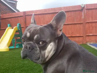 French Bulldog dogs Shelby. French Bulldog. KC Registered. in Didcot - Advert 10