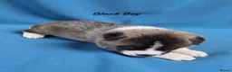 Akita dogs for sale: 🐻 Stunning American Akita Puppies 🐶  - Advert 5