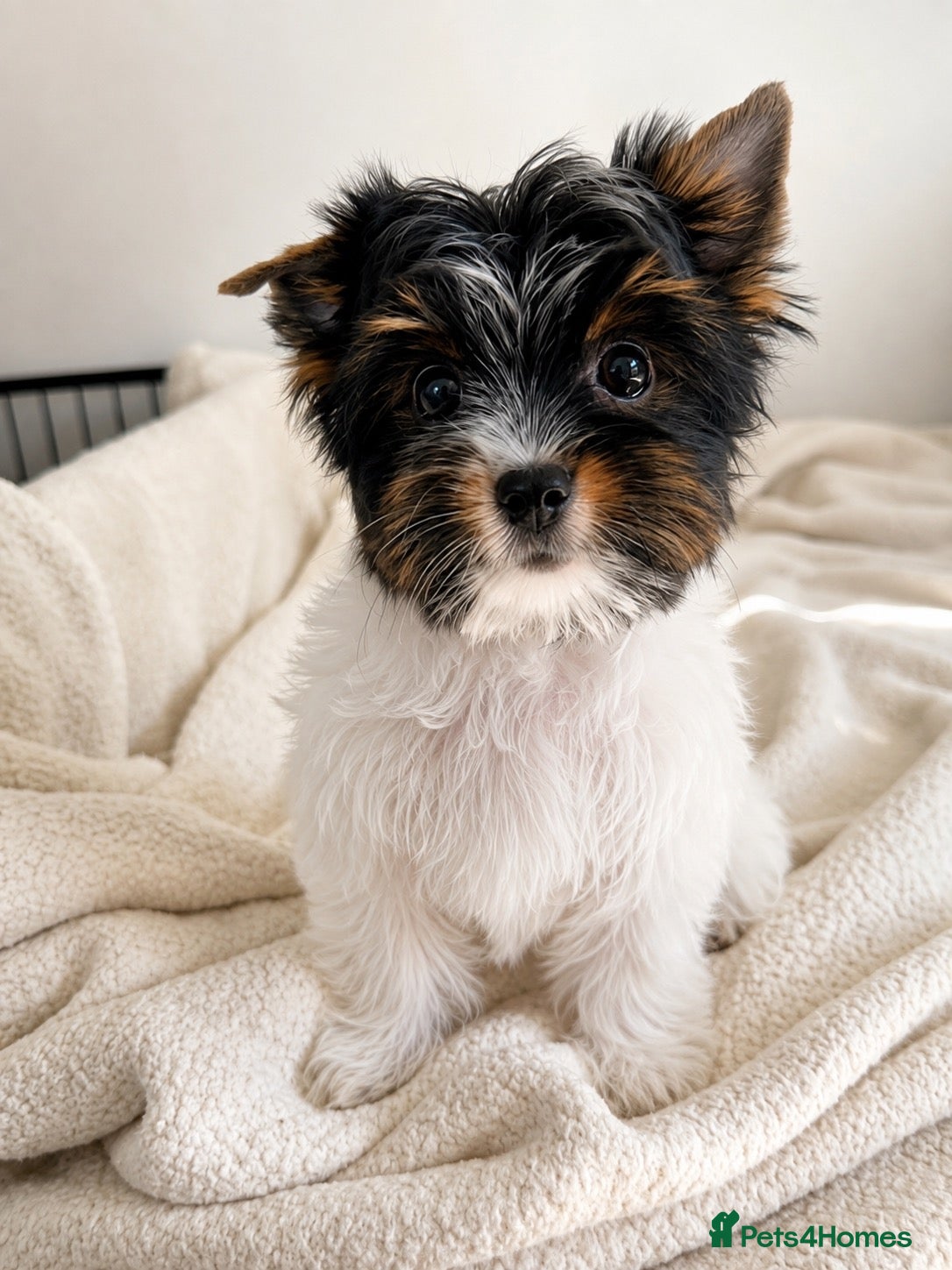 Biewer Terrier dogs Tiny Biewer Girl Fifi – Ready Now ❤️ - Advert 2