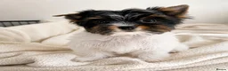 Biewer Terrier dogs for sale: Tiny Biewer Girl Fifi – Ready Now ❤️ - Advert 2