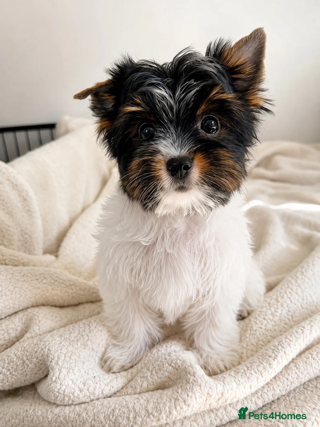 Biewer Terrier dogs for sale: Tiny Biewer Girl Fifi – Ready Now ❤️ - Advert 2