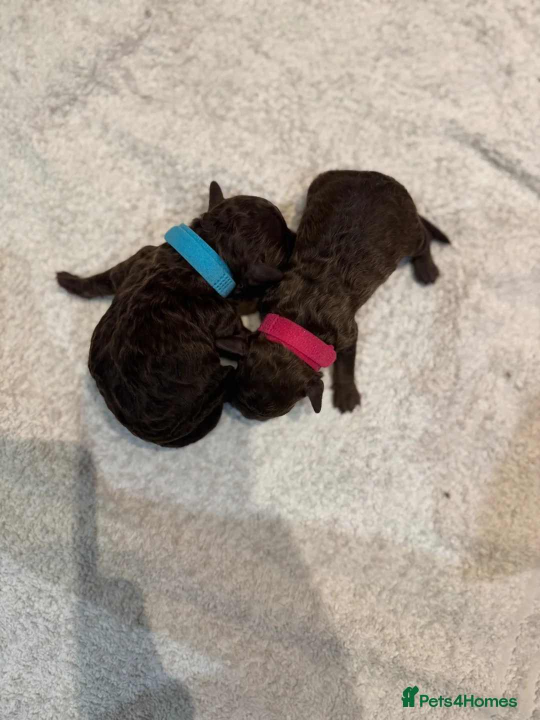 Cockapoo dogs for sale: Stunning Pure Chocolate F1b Cockapoo  in Thornton Heath - Advert 2