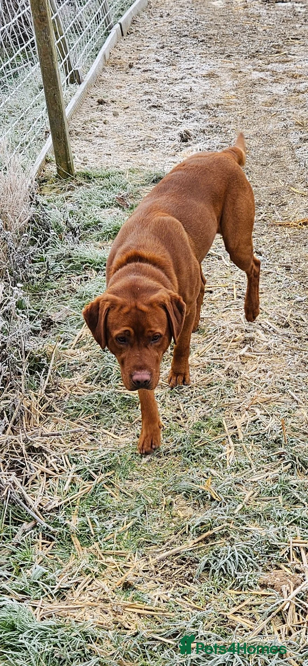 Labrador Retriever dogs for stud: Fox red stud dog  - Advert 1