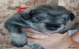 Miniature Schnauzer dogs for sale: Beautiful miniature shnauzers  - Image 13