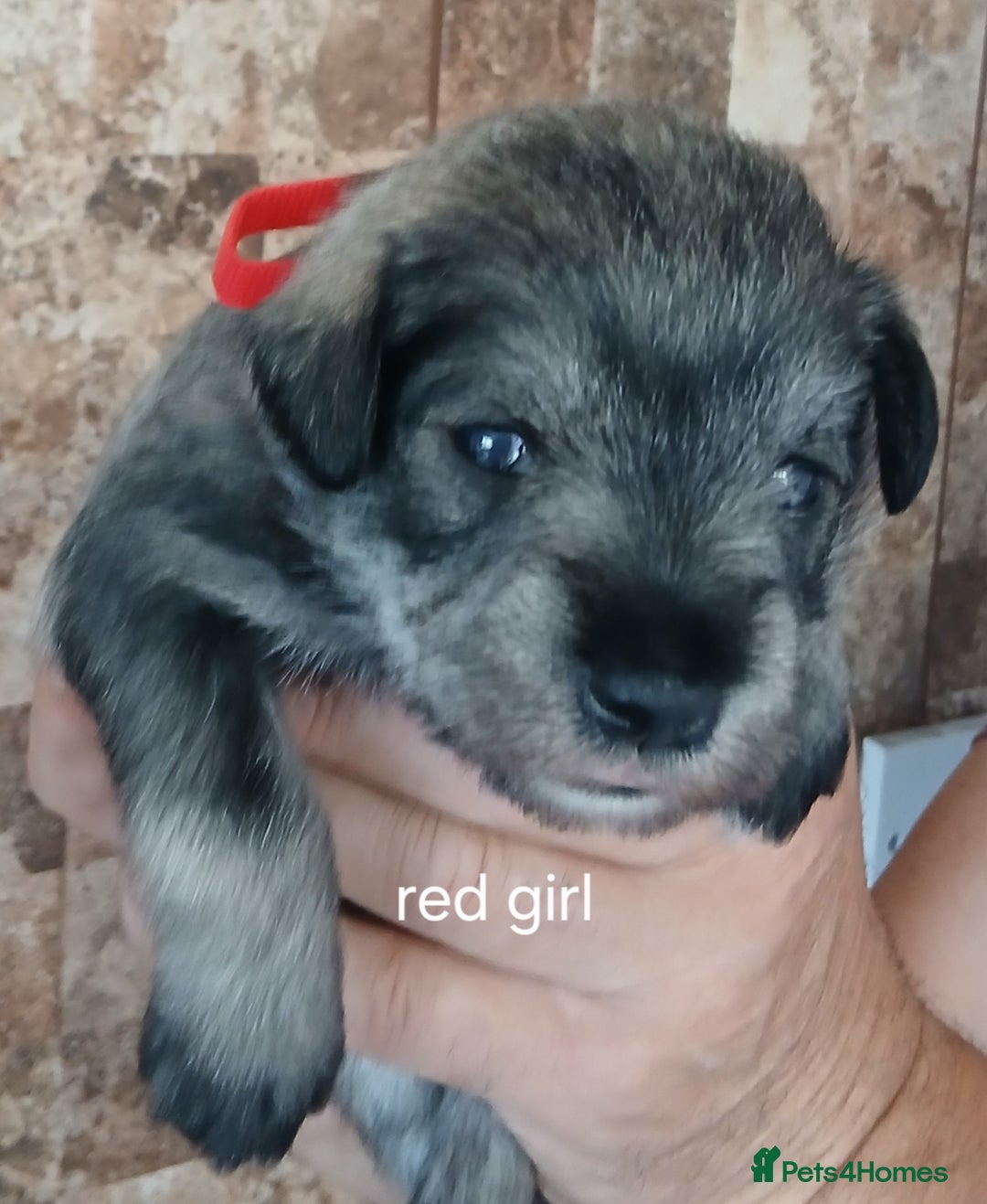 Miniature Schnauzer dogs for sale: Beautiful miniature shnauzers  - Image 13