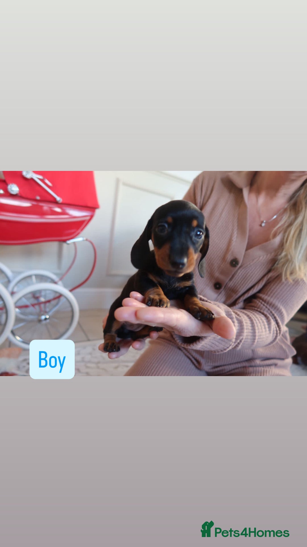 Dachshund dogs for sale: Miniature Dachshund puppies - Advert 4