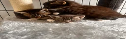 Mixed Breed cats for sale: 3 mixed breed kittens   in Brierley Hill - Advert 7