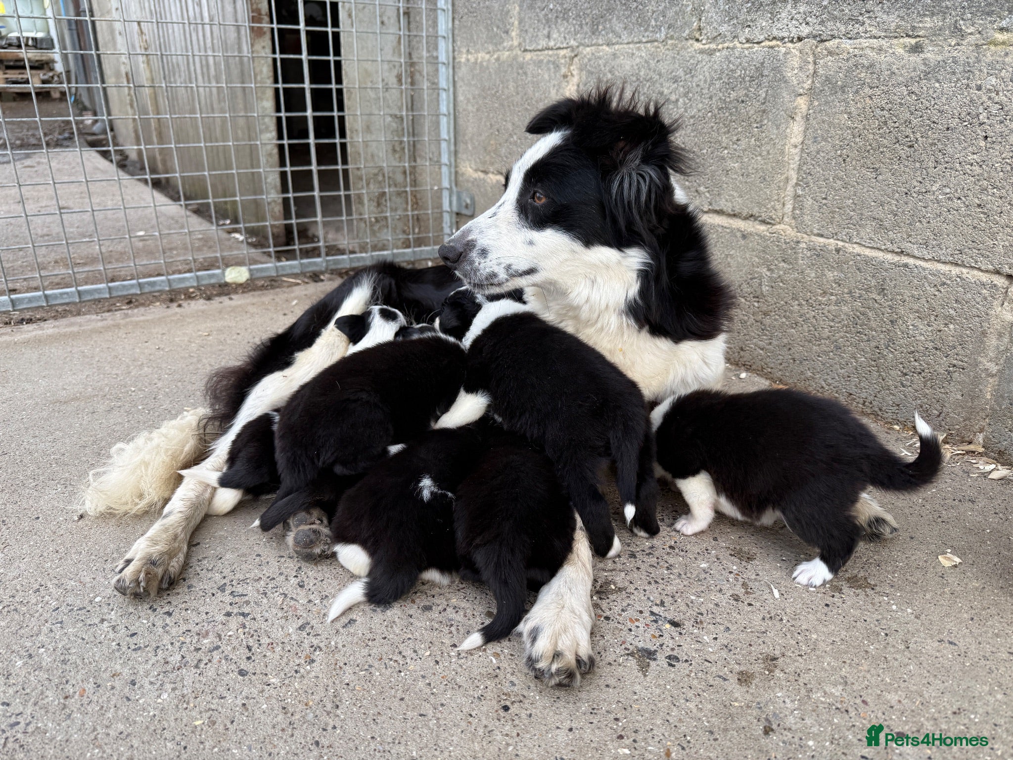 Border Collie dogs Gorgeous Border collie pups. KC registered.  - Advert 1