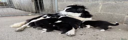 Border Collie dogs for sale: Gorgeous Border collie pups. KC registered.  - Advert 4