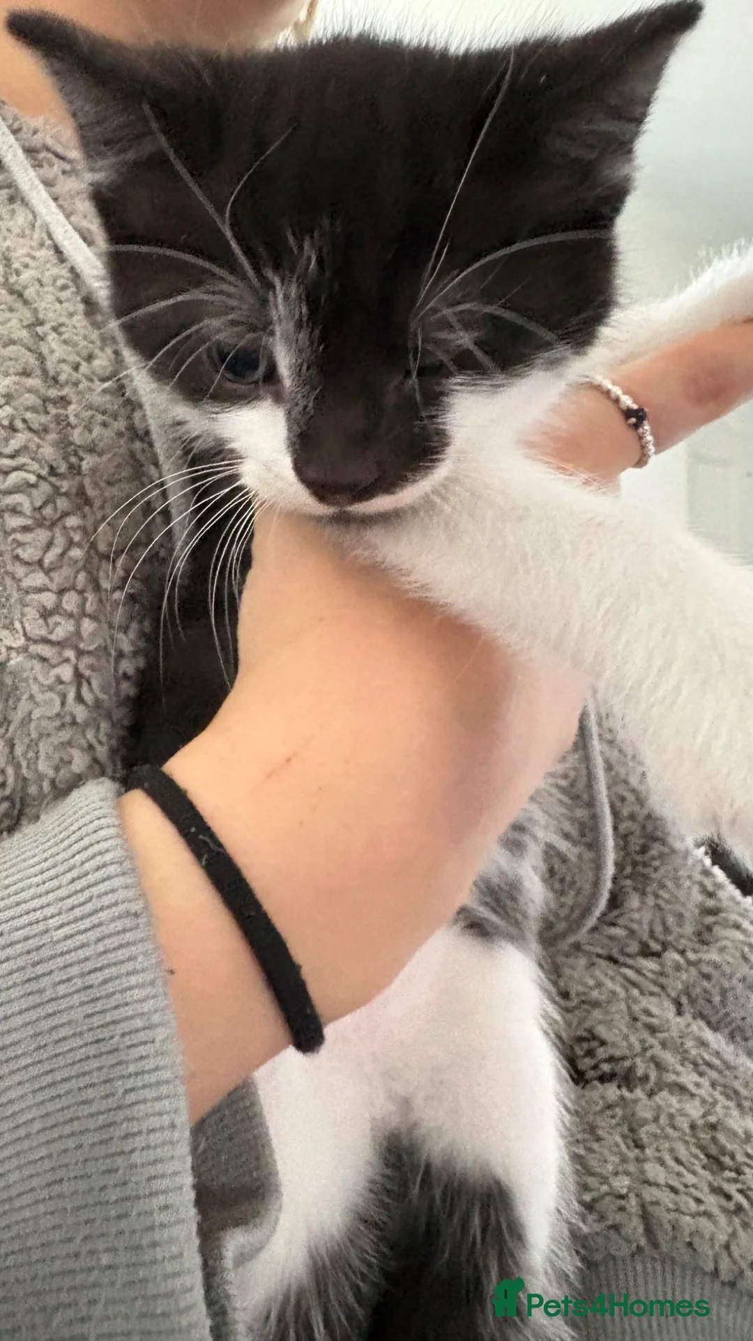 Mixed Breed cats for sale: 1 male kitten  in Melksham - Advert 1