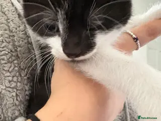 Mixed Breed cats 1 male kitten - Advert 2