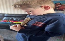 Bearded Dragon reptiles for sale: Dwarf Bearded dragon with enclosure  - Image 5