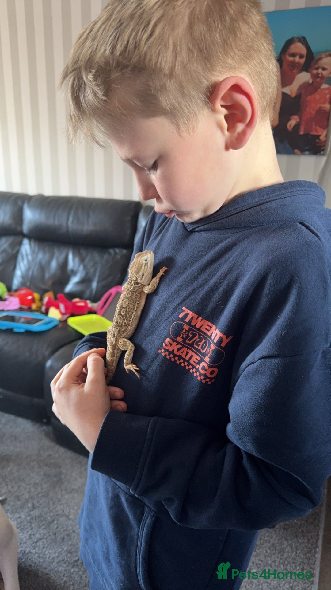 Bearded Dragon reptiles for sale: Dwarf Bearded dragon with enclosure  - Image 5