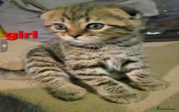 Scottish Fold cats for sale: Beautiful Scottish fold/straight ears kittens 😸  - Image 4