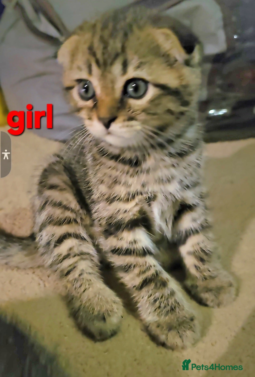 Scottish Fold cats for sale: Beautiful Scottish fold/straight ears kittens 😸  - Image 4