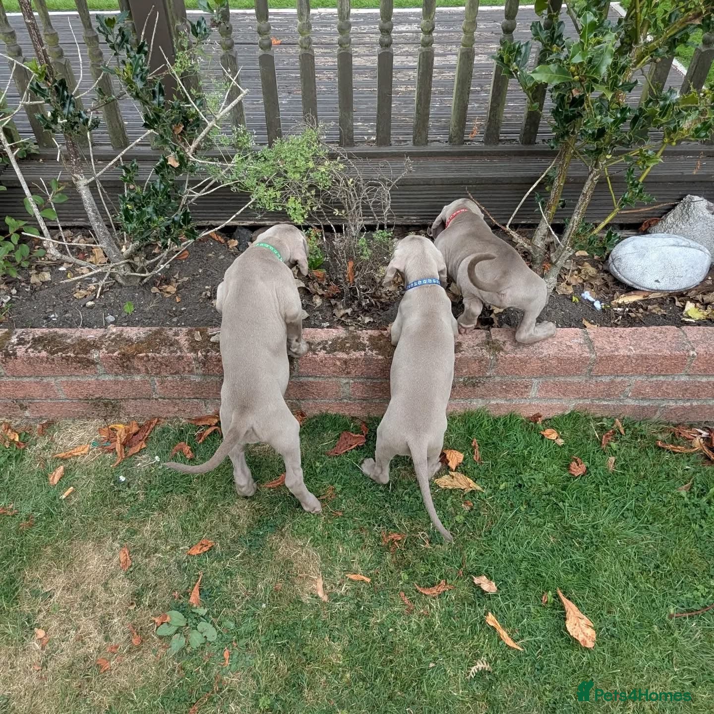 Weimaraner dogs Ready to go Weimaraner puppies KC registered - Advert 2