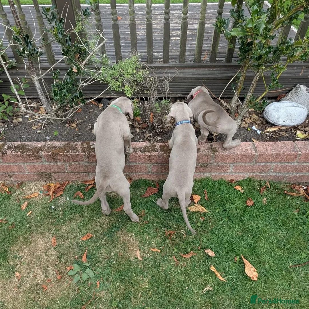 Weimaraner dogs for sale: Ready to go Weimaraner puppies KC registered - Advert 2