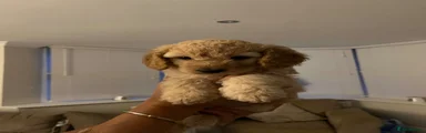 Cockapoo 6