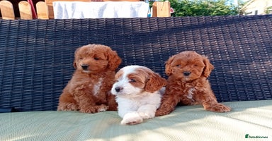 Cavapoo dogs - Advert 9