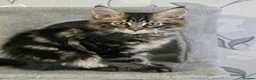 Maine Coon cats for sale: Tested SMA,PK,HCM,boy and girls.Maine Coon Kittens - Advert 11