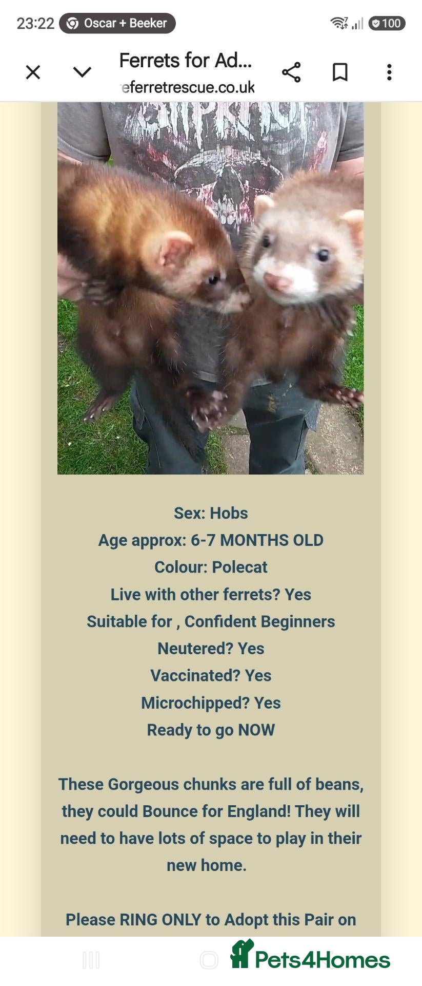 Ferret rodents for sale: 2 ferrets and hutch  - Advert 2