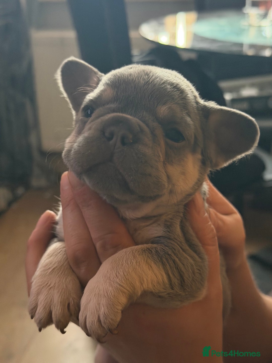 French Bulldog dogs for sale: French bulldogs  - Advert 9