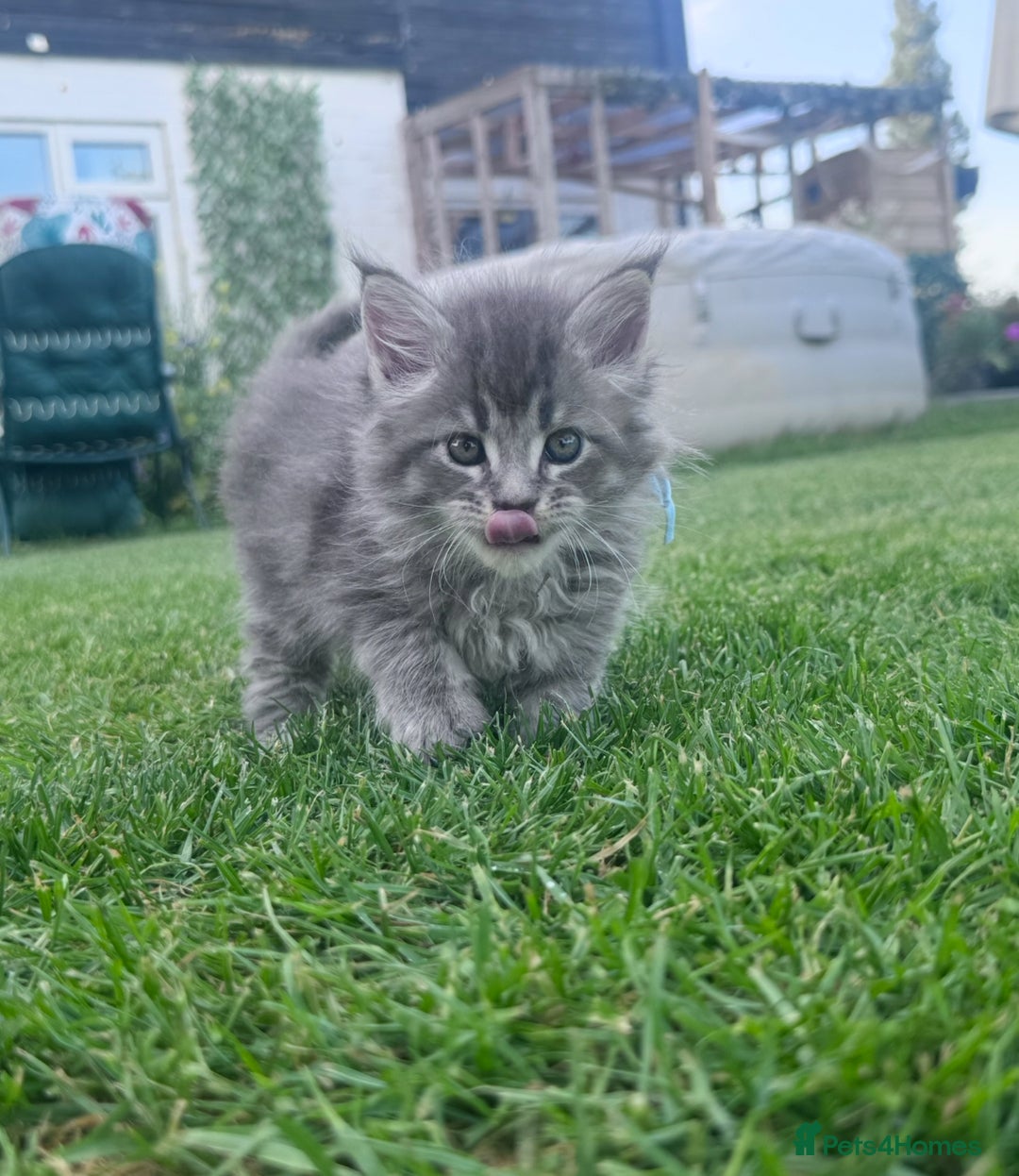 Maine Coon cats for sale: TICA REGISTERED champion Mainecoon kittens in Tring - Image 9