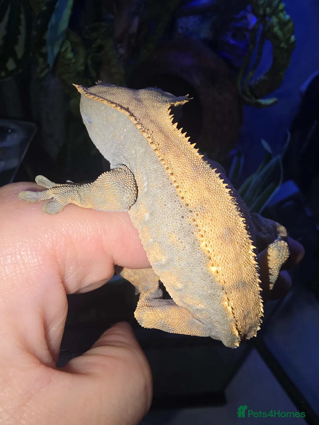 Gecko reptiles for sale: Male Cappuccino crested gecko - Advert 10