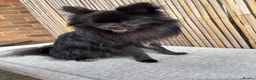 Pomchi dogs for sale: Primrose precious pomchi  - Advert 2