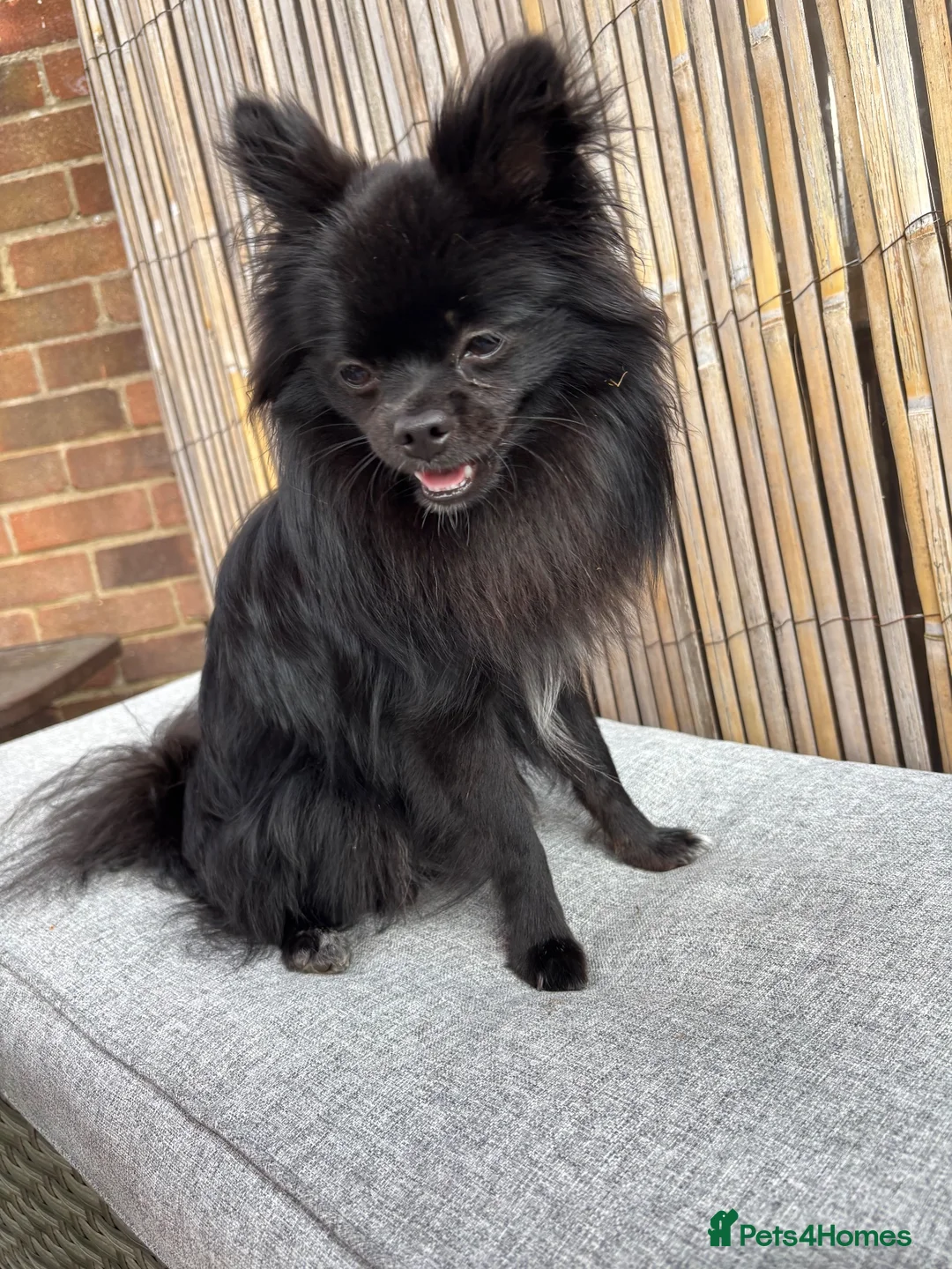 Pomchi dogs for sale: Primrose precious pomchi  - Advert 2