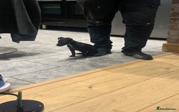Patterjack dogs for sale: Patterjack puppie  - Image 6