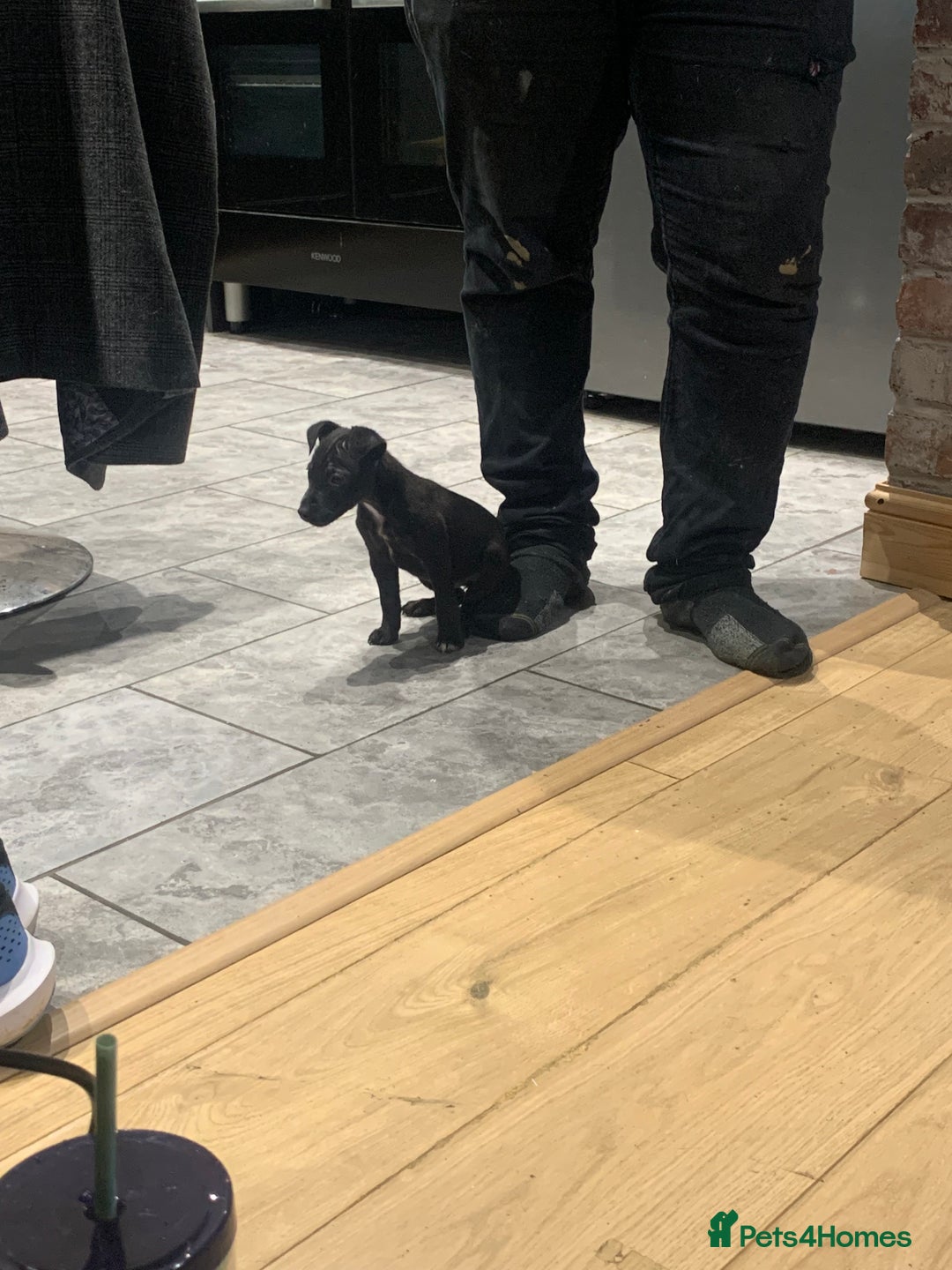Patterjack dogs for sale: Patterjack puppie  - Image 6